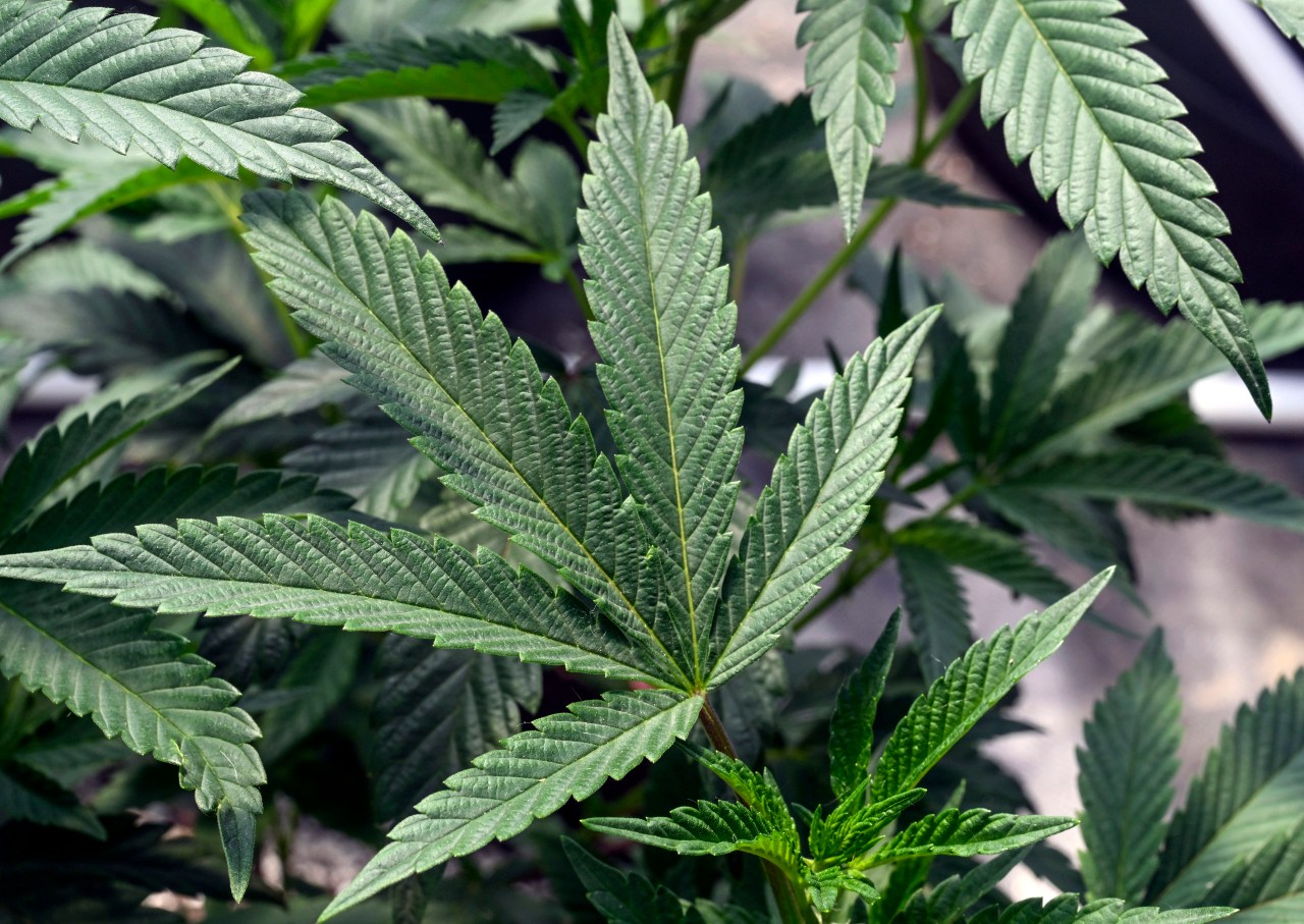Proposal to Reclassify Marijuana Due to Decreased Health Risk