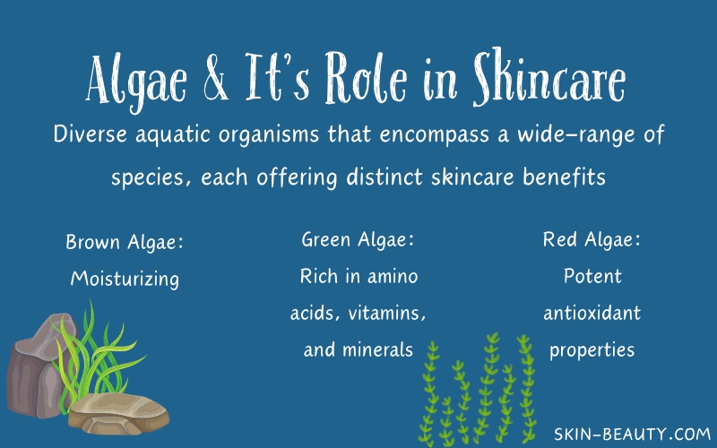 Algae Skincare Benefits: Natural Secret for Radiant, Healthy Skin